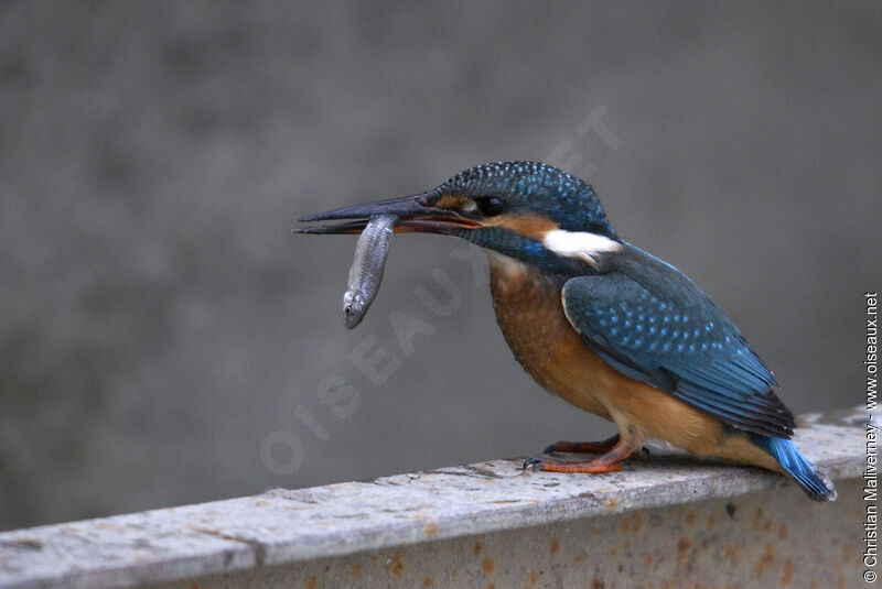 Common Kingfisher female adult, feeding habits