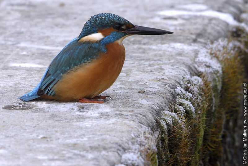 Martin-pêcheur d'Europe mâle adulte, identification