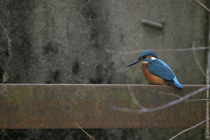 Martin-pêcheur d'Europe mâle adulte, identification