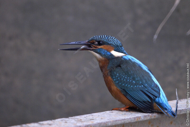 Martin-pêcheur d'Europe mâle adulte, régime