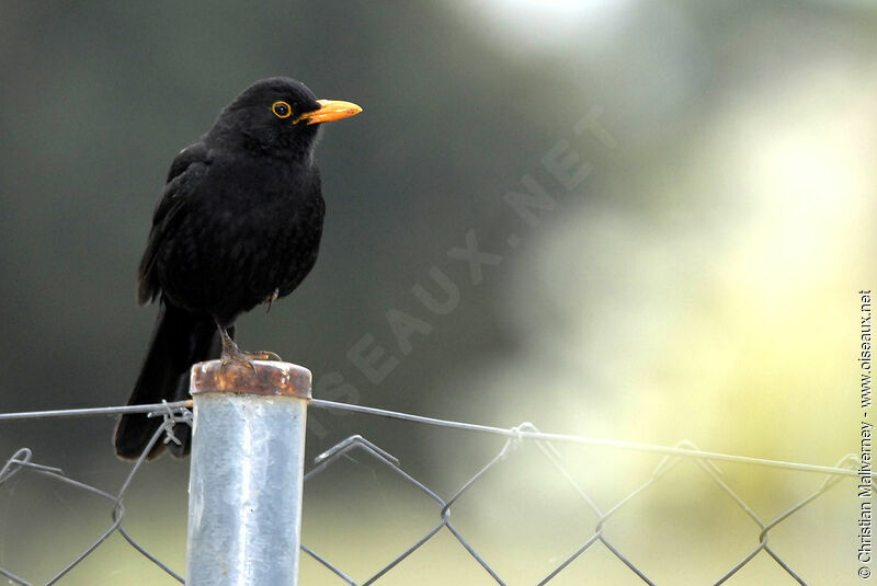 Common Blackbird male adult