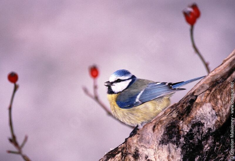 Eurasian Blue Titadult