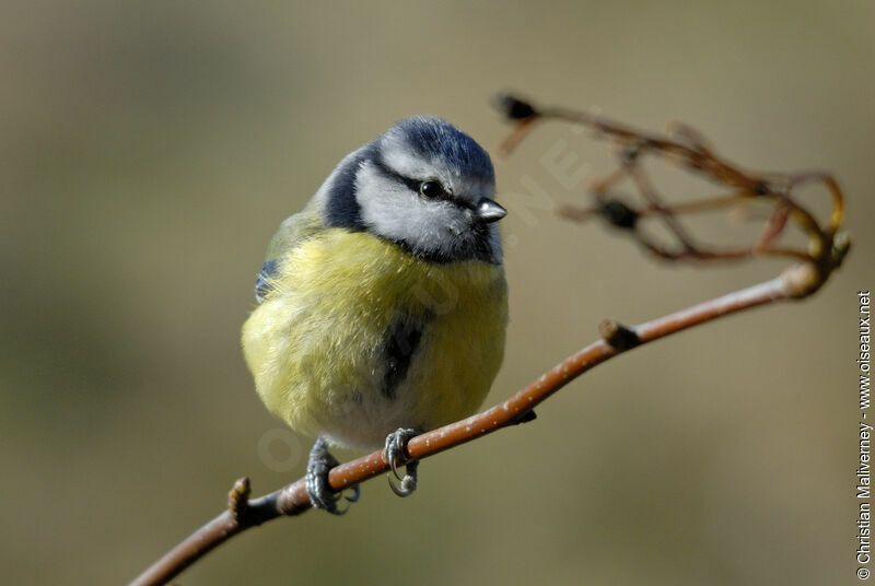 Eurasian Blue Titadult