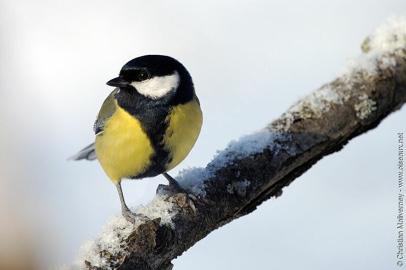 Mésange charbonnièreadulte