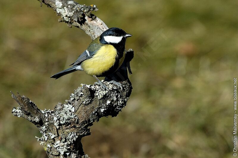 Mésange charbonnièreadulte