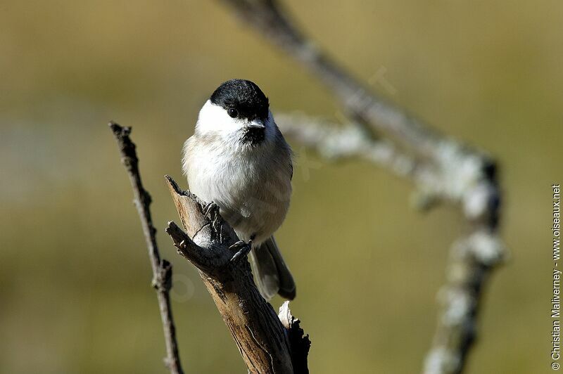 Mésange nonnetteadulte