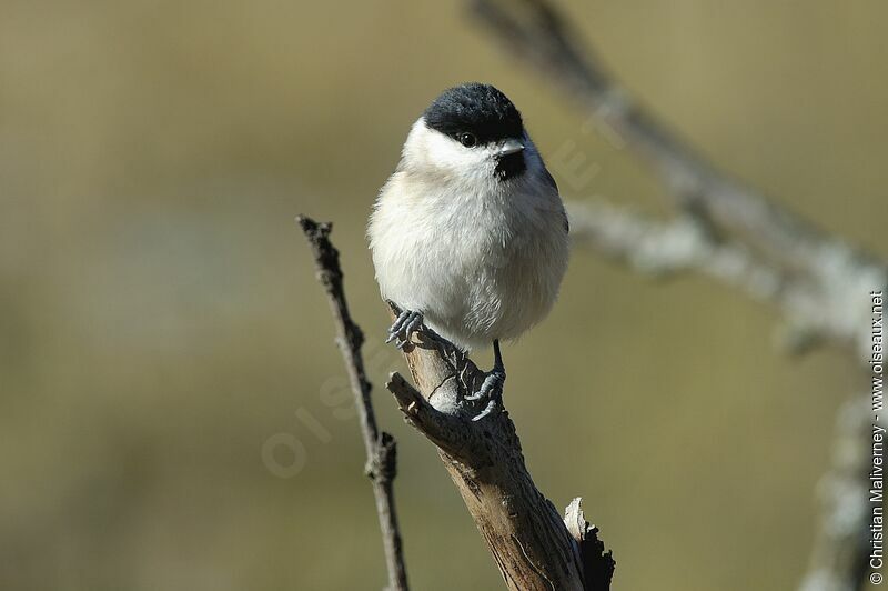 Mésange nonnetteadulte