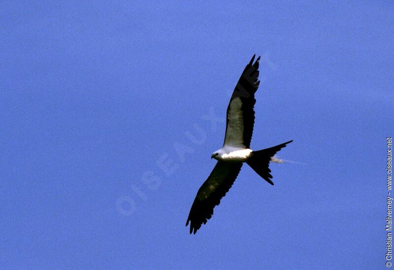 Swallow-tailed Kiteadult