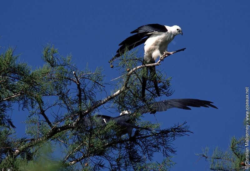 Swallow-tailed Kiteadult