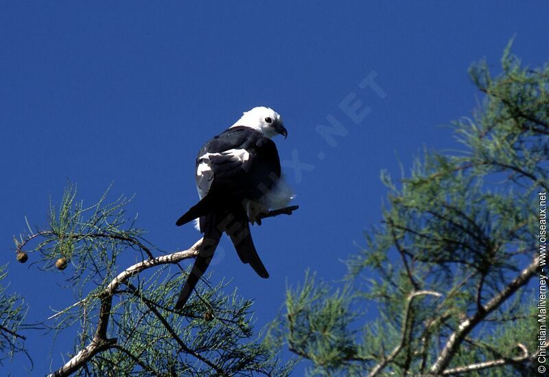 Swallow-tailed Kiteadult