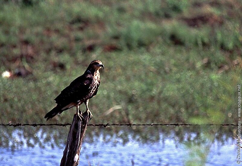 Snail Kite female adult