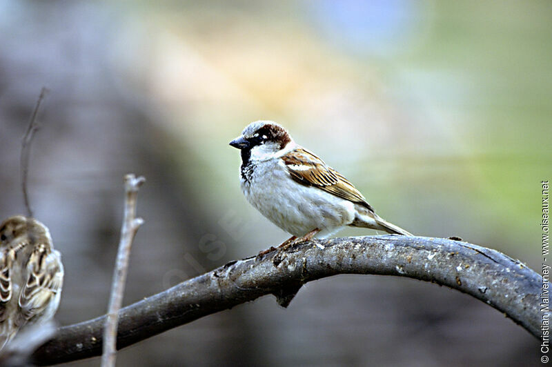 Moineau domestique mâle adulte