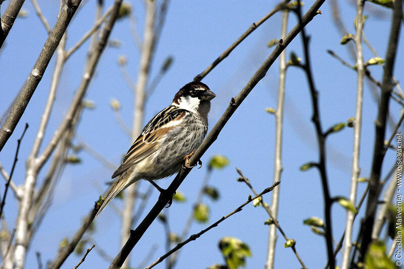 Moineau espagnol mâle adulte