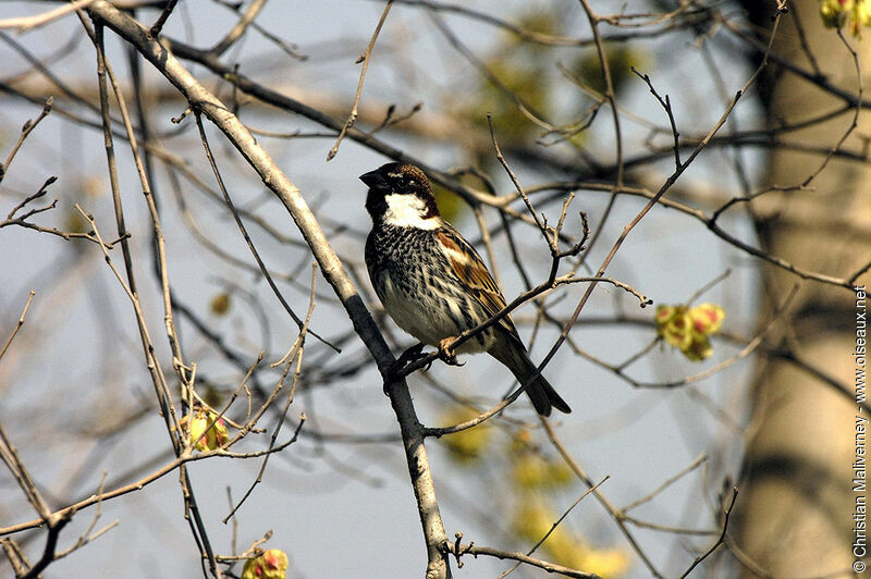 Moineau espagnol mâle adulte