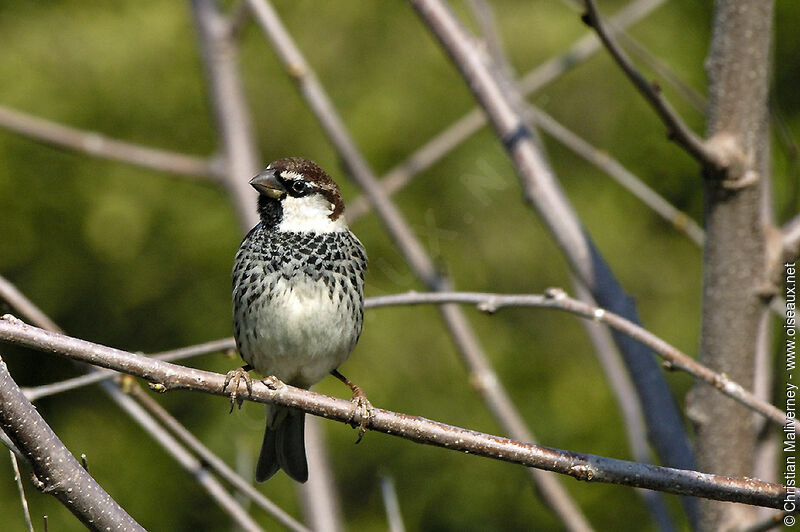 Spanish Sparrow male adult