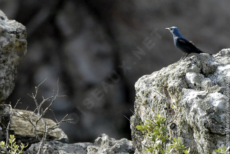 Blue Rock Thrush male adult