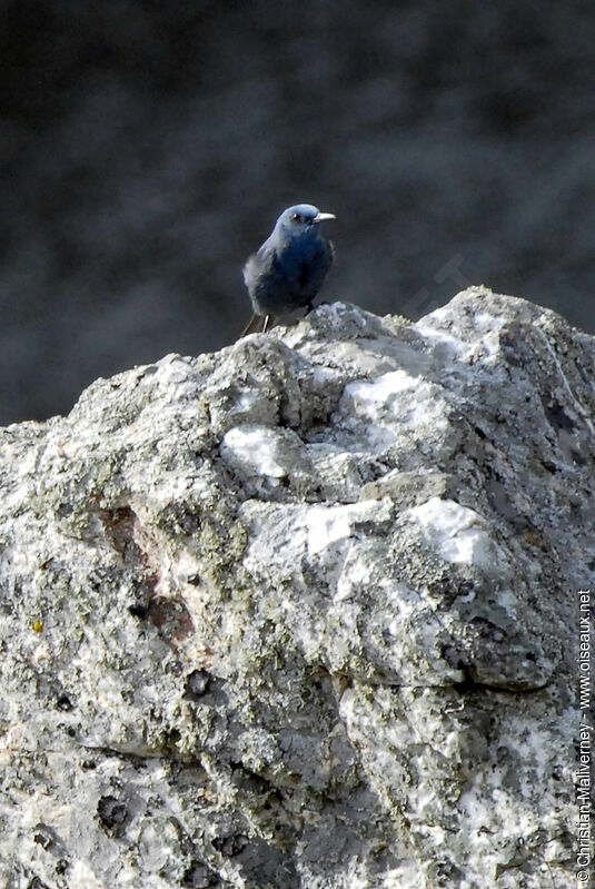 Monticole bleu mâle adulte