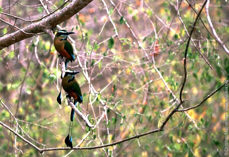 Turquoise-browed Motmotadult