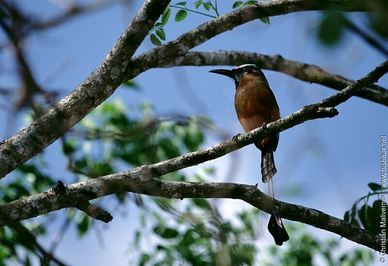 Turquoise-browed Motmotadult