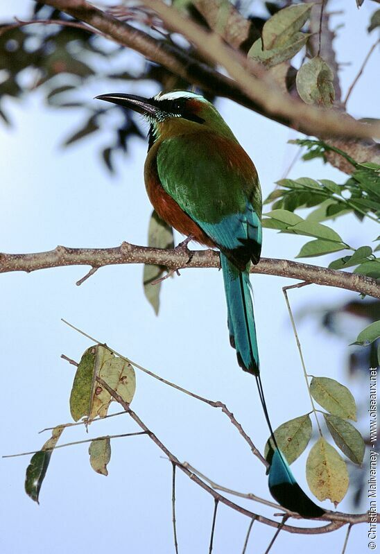 Motmot à sourcils bleusadulte