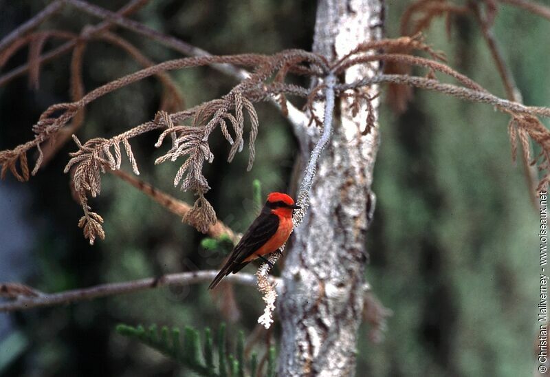 Vermilion Flycatcheradult, identification