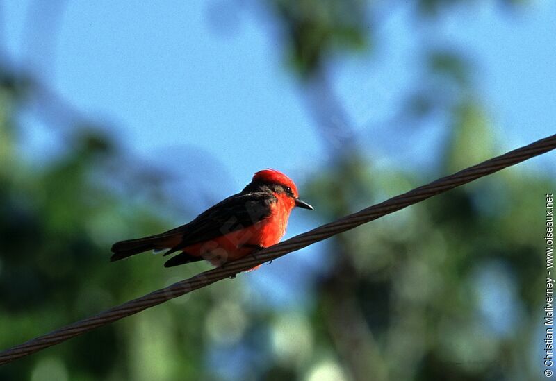 Vermilion Flycatcheradult