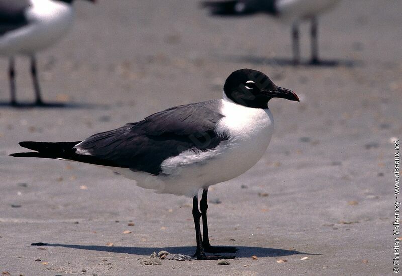 Mouette atricilleadulte internuptial