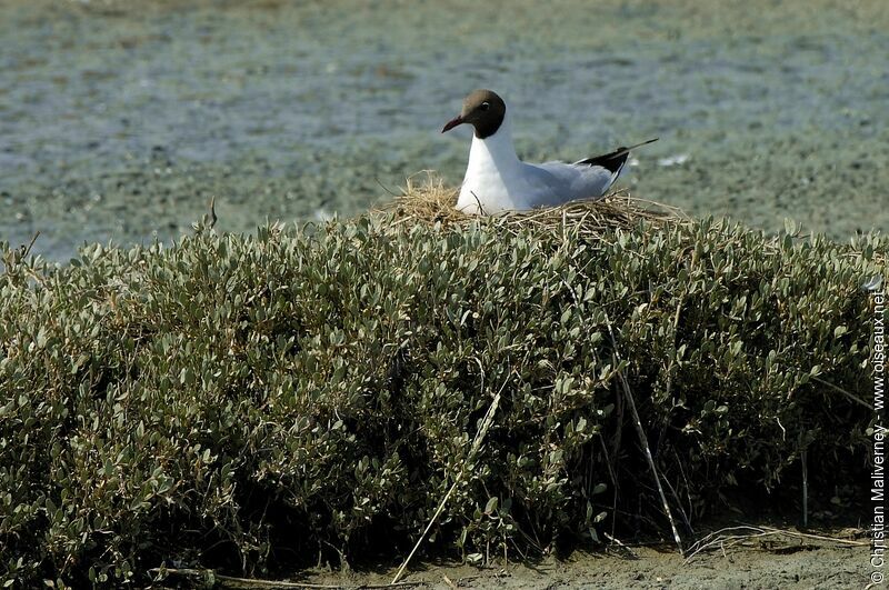 Mouette rieuseadulte nuptial