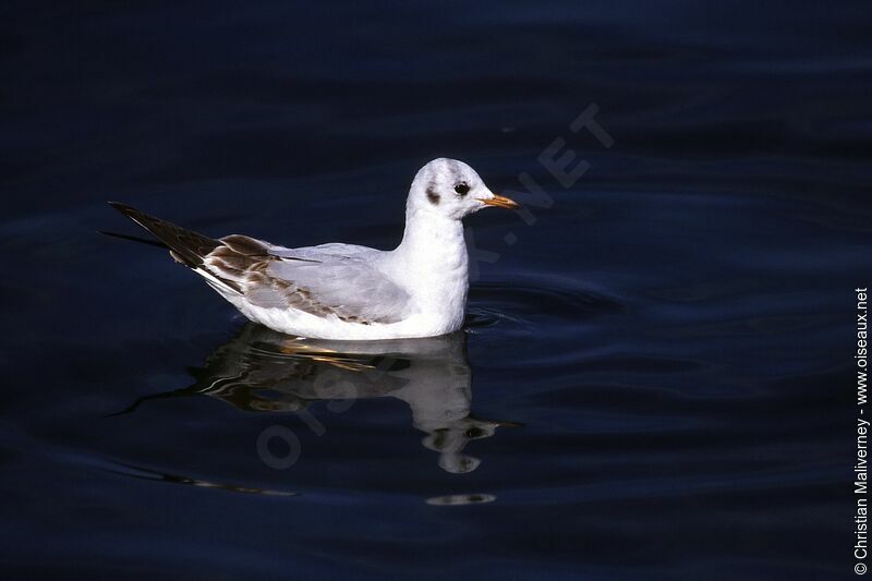 Mouette rieuseadulte internuptial