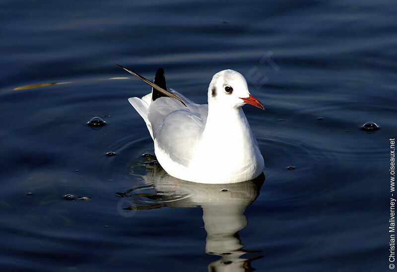 Mouette rieuse