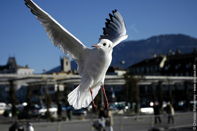 Mouette rieuse