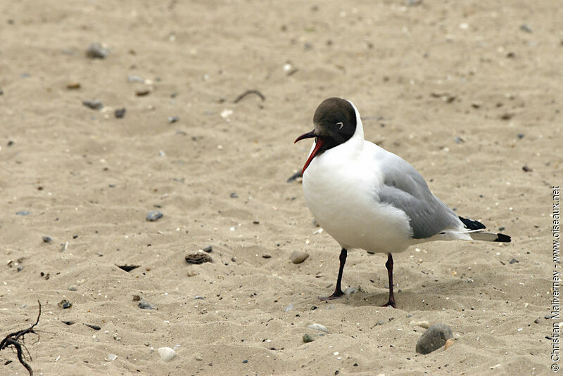 Mouette rieuseadulte nuptial