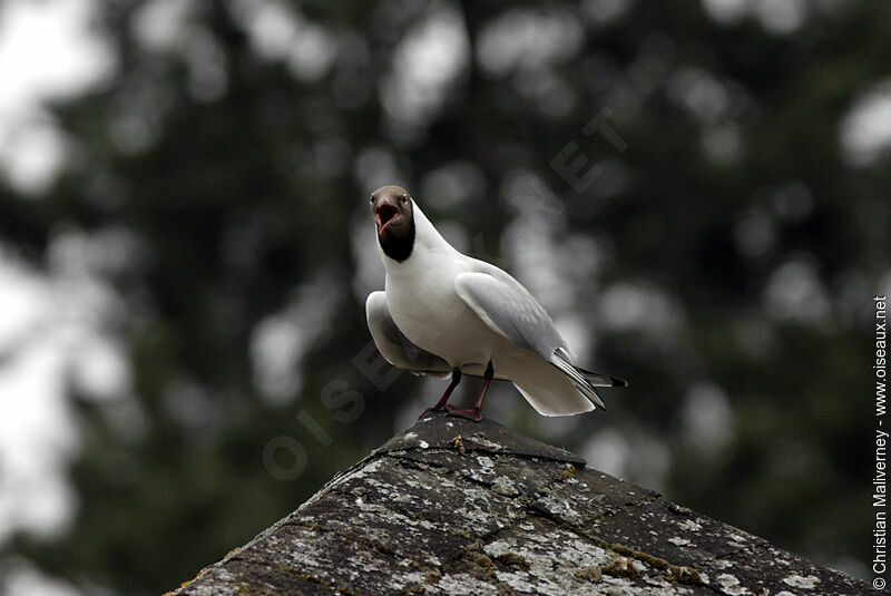 Mouette rieuse