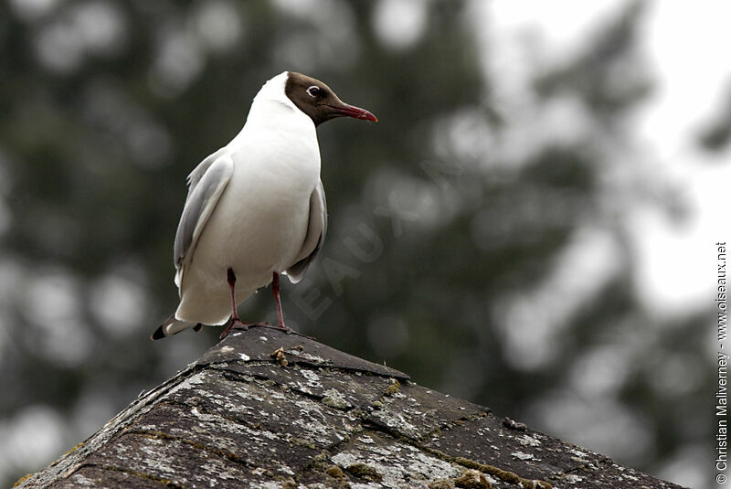 Black-headed Gull