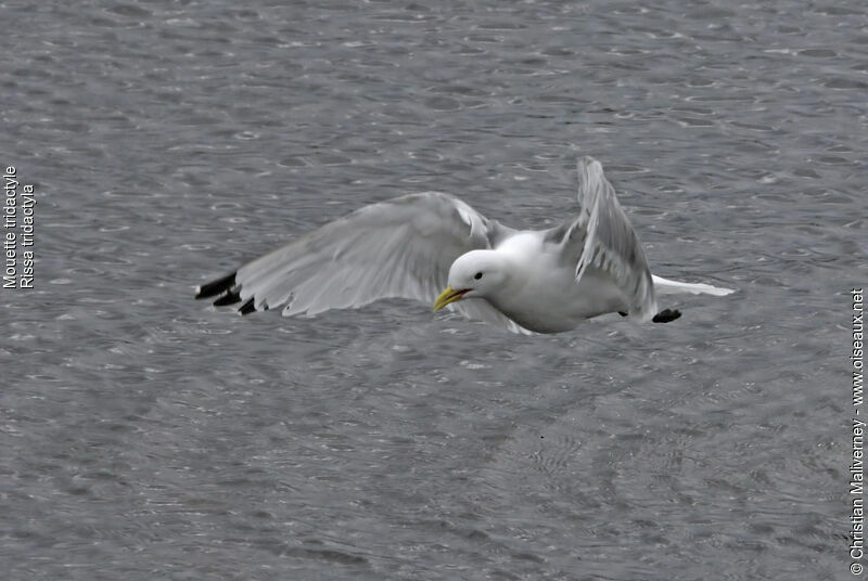 Black-legged Kittiwakeadult breeding, Flight