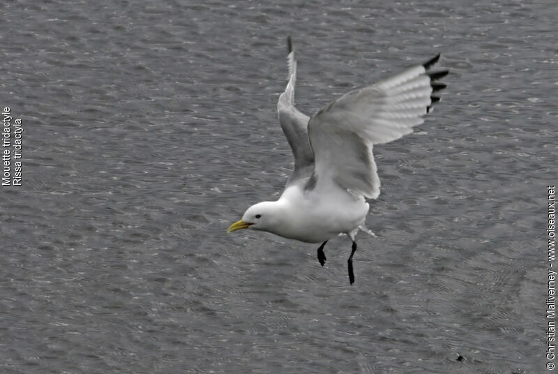 Mouette tridactyleadulte nuptial, Vol