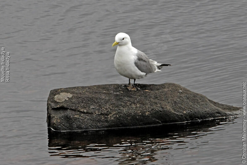 Mouette tridactyleadulte nuptial, identification