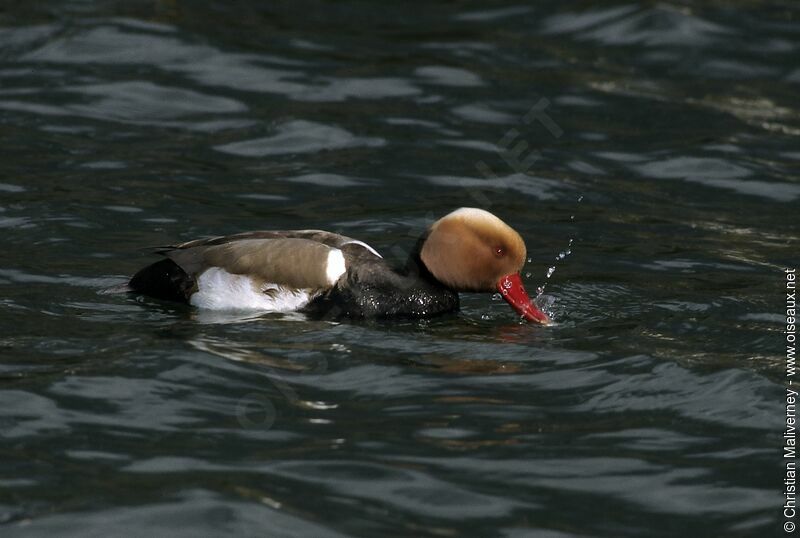 Red-crested Pochard male adult post breeding