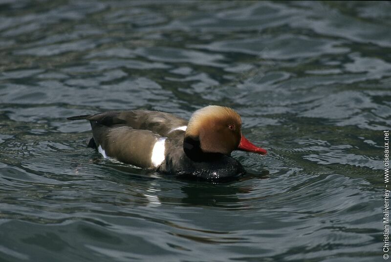 Nette rousse mâle adulte internuptial