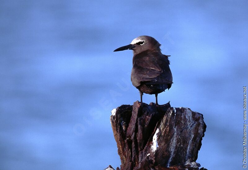 Brown Noddyadult