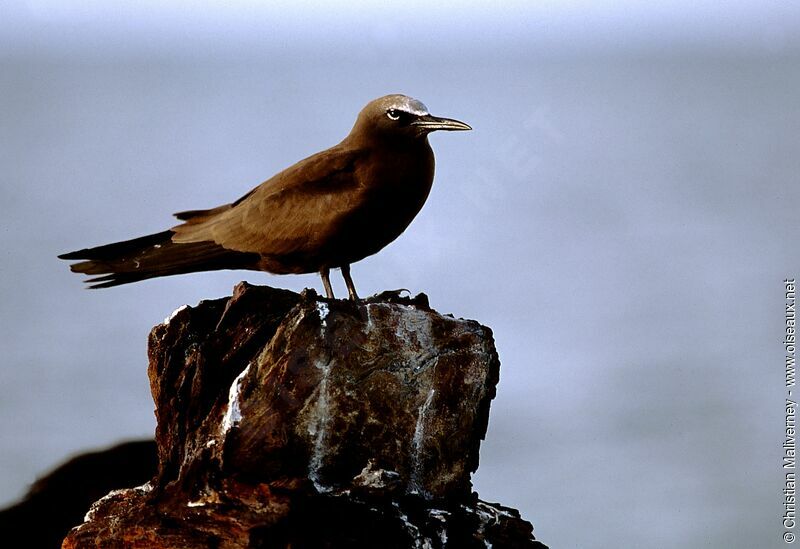 Brown Noddyadult