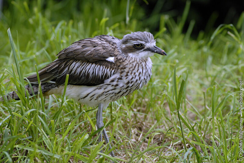 Bush Stone-curlewadult, identification