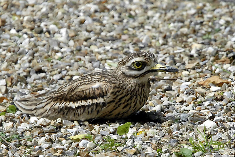 Eurasian Stone-curlewadult