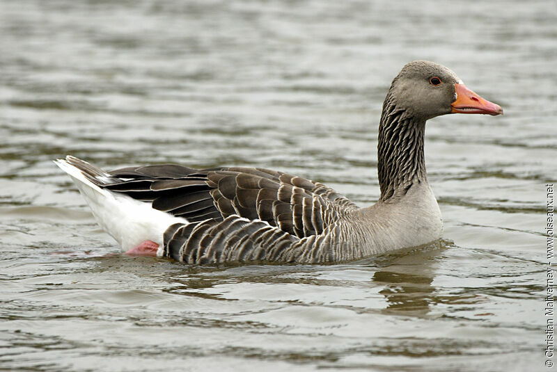 Greylag Gooseadult