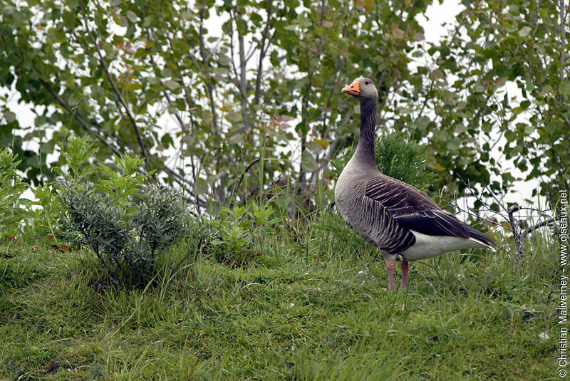 Greylag Gooseadult