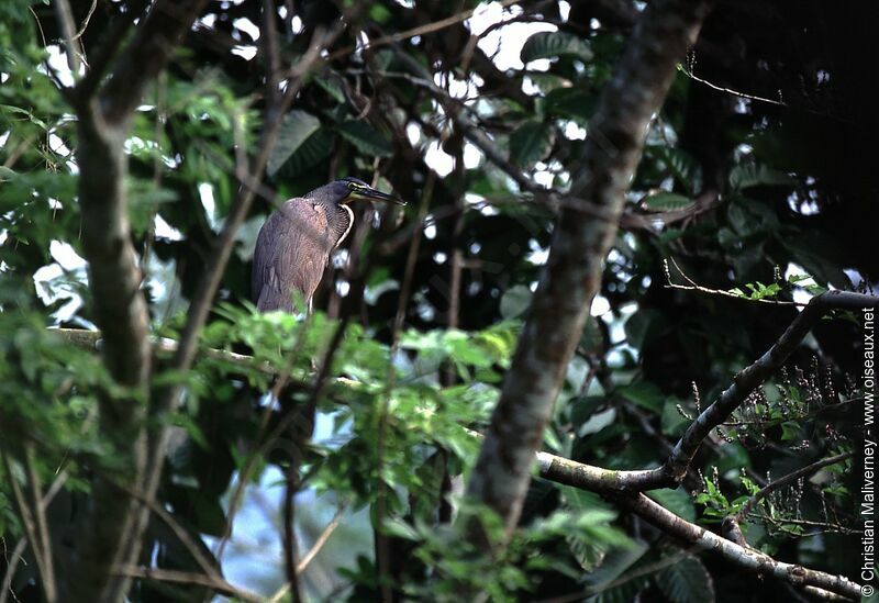 Bare-throated Tiger Heronadult