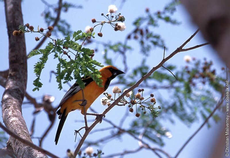 Orange Orioleadult