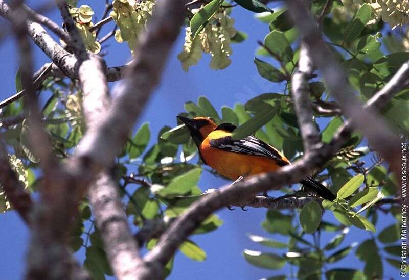 Orange Orioleadult