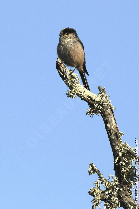 Long-tailed Titadult