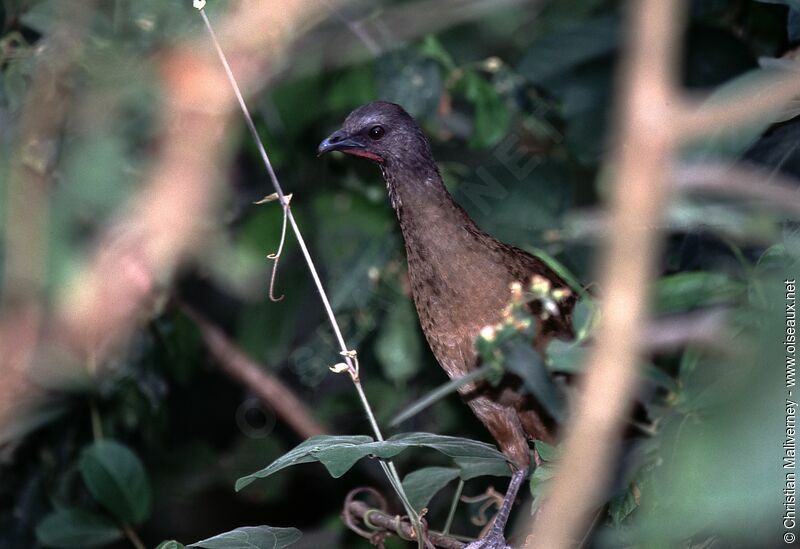 Plain Chachalacaadult